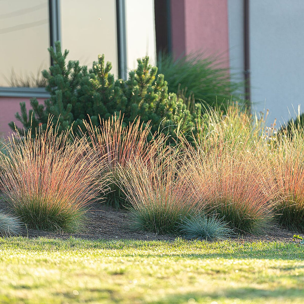 Your Ideal Festuca Sunrise  9cm Potted Plants x 3 - Green