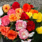 Your Ideal Begonia Majestic Mixed Live Plants x 12