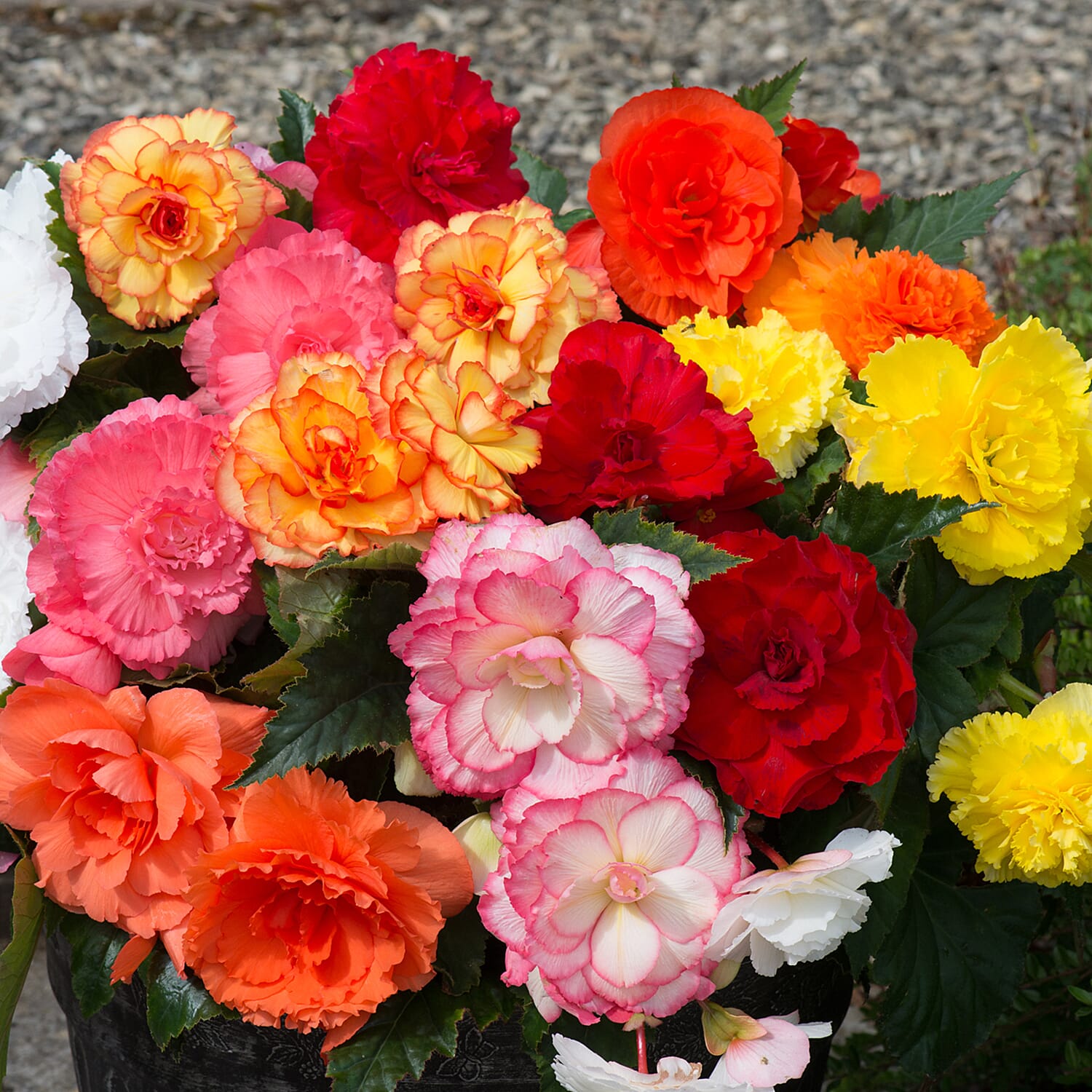Your Ideal Begonia Majestic Mixed Live Plants x 12