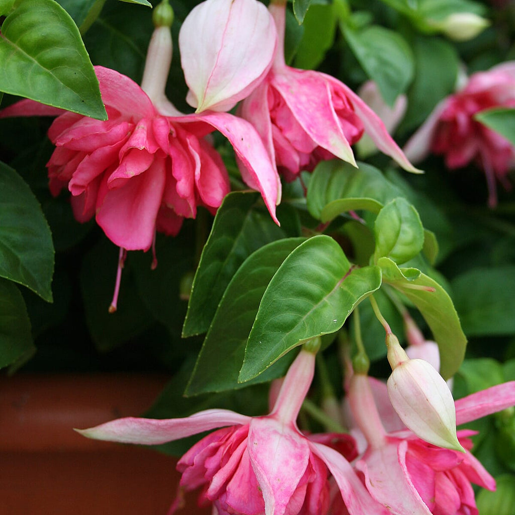 Your Ideal Giant Flowered Fuchsias 4cm Young Plants x 10 - Multi