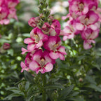 Your Ideal Snapdragon Mix  4.15cm Young Plants x 5 - Multi