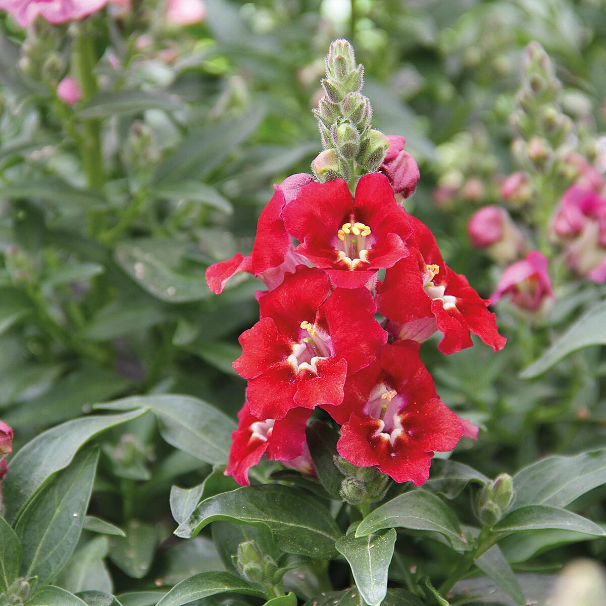 Your Ideal Snapdragon Mix  4.15cm Young Plants x 5 - Multi