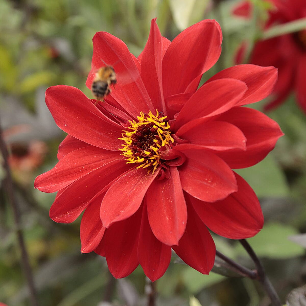 Your Ideal Bishop Dahlias 4.8cm Young Plants x 3 - Orange, Red - Yellow