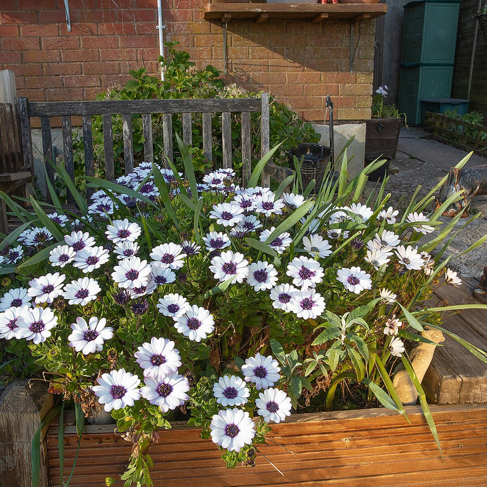 Your Ideal Osteospermum 4.5cm Young Plants x 6 - Pink, Orange - White