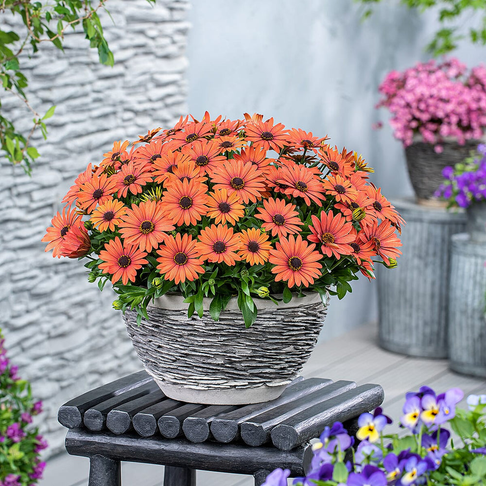Your Ideal Osteospermum 4.5cm Young Plants x 6 - Pink, Orange - White