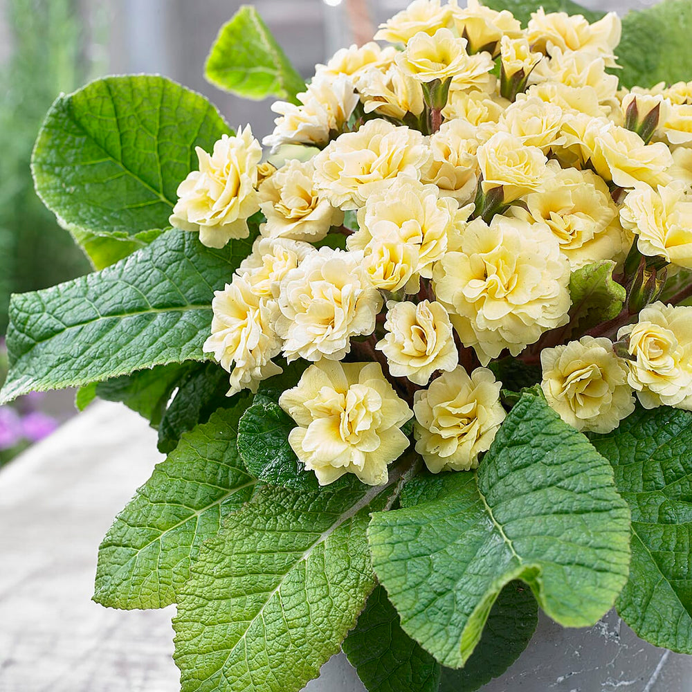 Your Ideal Primula Barnhaven Collection 9cm Potted Plants x 3 - Pink,  Violet - Yellow
