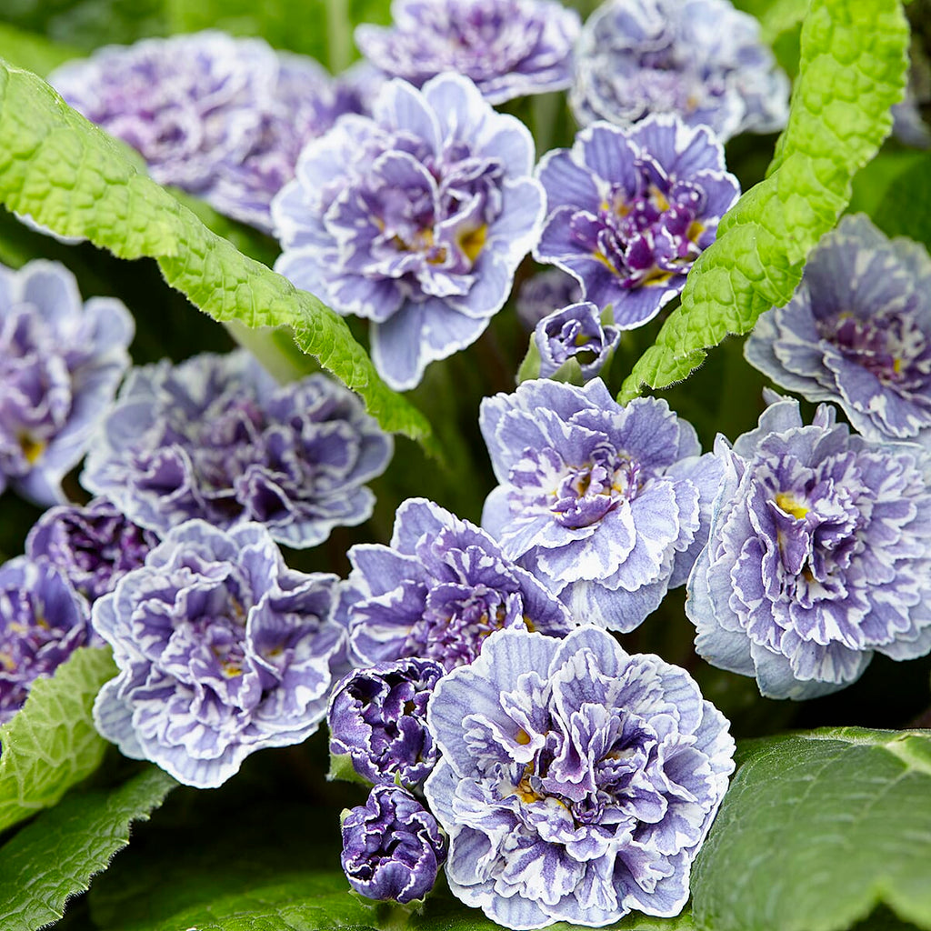 Your Ideal Primula Barnhaven Collection 9cm Potted Plants x 3 - Pink,  Violet - Yellow