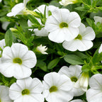 Your Ideal Calibrachoa Collection Young Plants x 9 - Multi