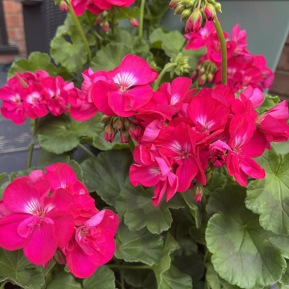 Your Ideal Performance Pink Geraniums Live Plants x 6