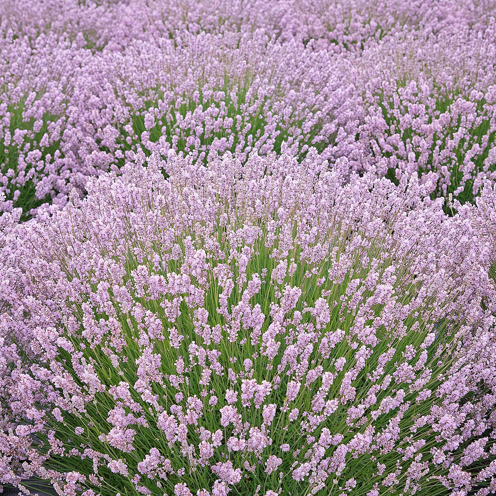 Your Ideal Lavender Rosea  4.5cm Young Plants x 5 - Pink
