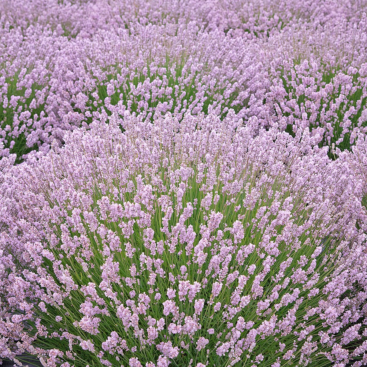 Your Ideal Lavender Rosea  4.5cm Young Plants x 5 - Pink