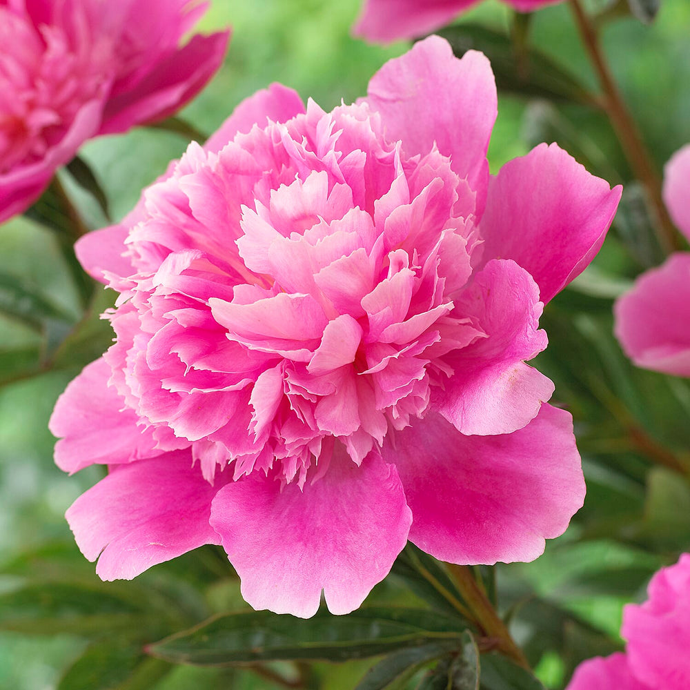IW Live Plants - Pink