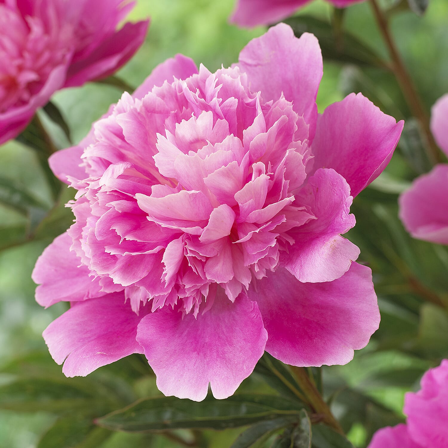 IW Live Plants - Pink