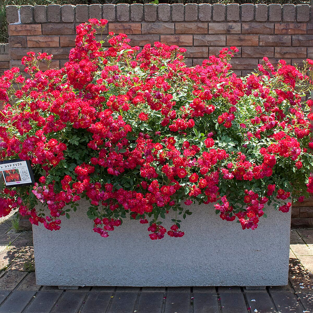 Your Ideal Ground Cover Rose 9cm Potted Plants x 2 - Red