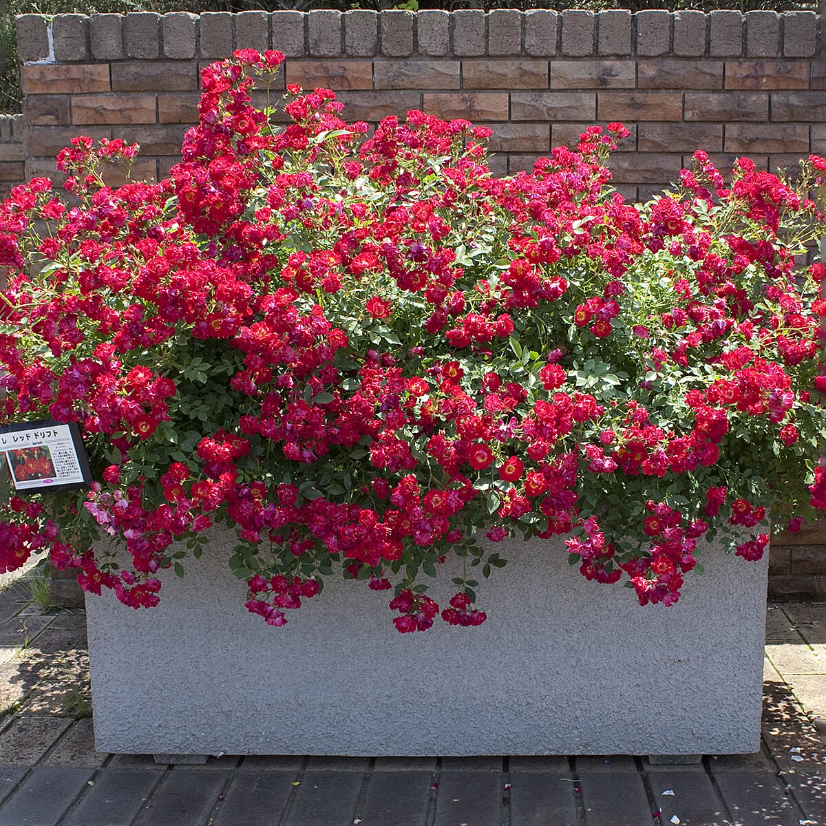 Your Ideal Ground Cover Rose 9cm Potted Plants x 2 - Red