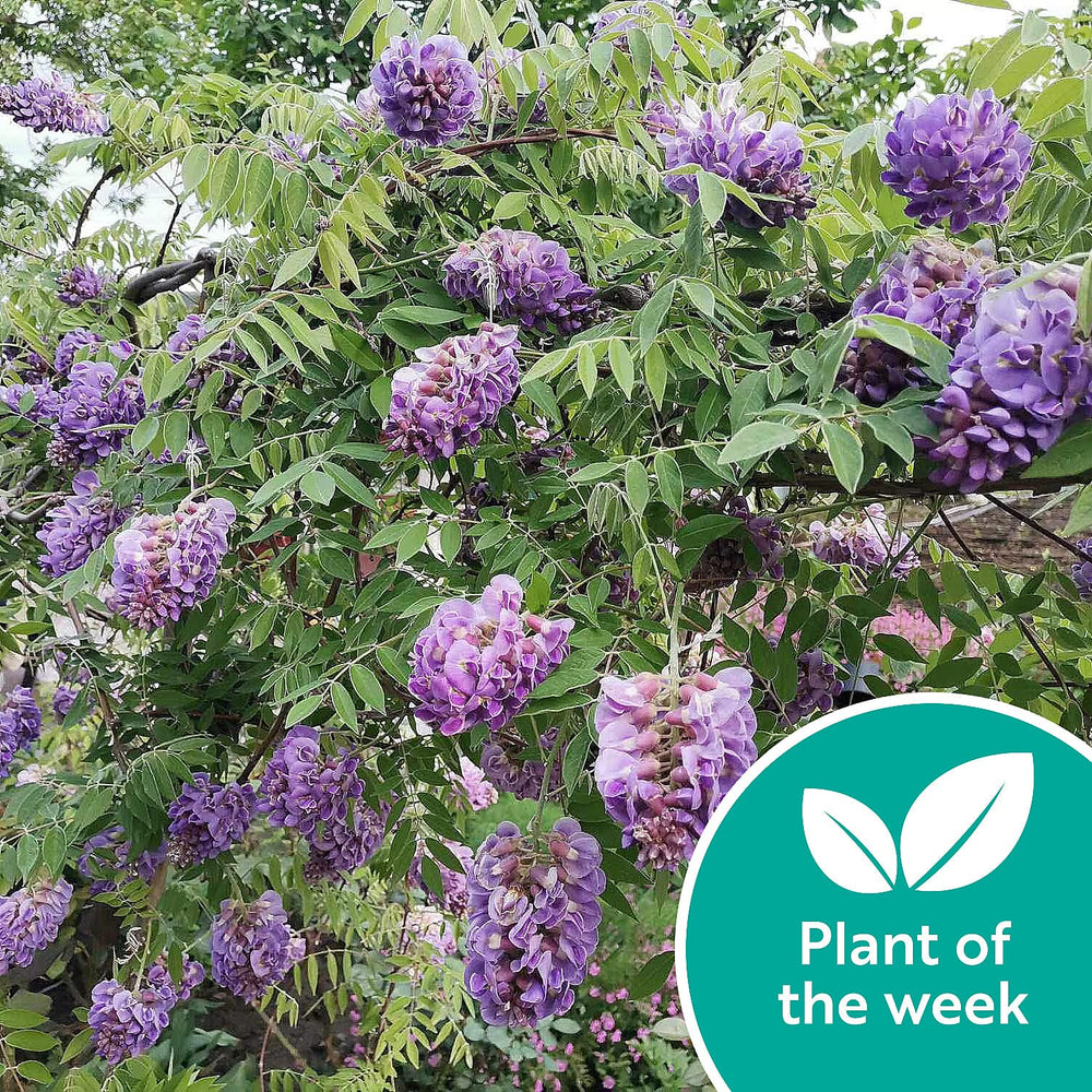 Your Ideal Wisteria Amethyst Falls 10.5cm pot x 1 - Multi