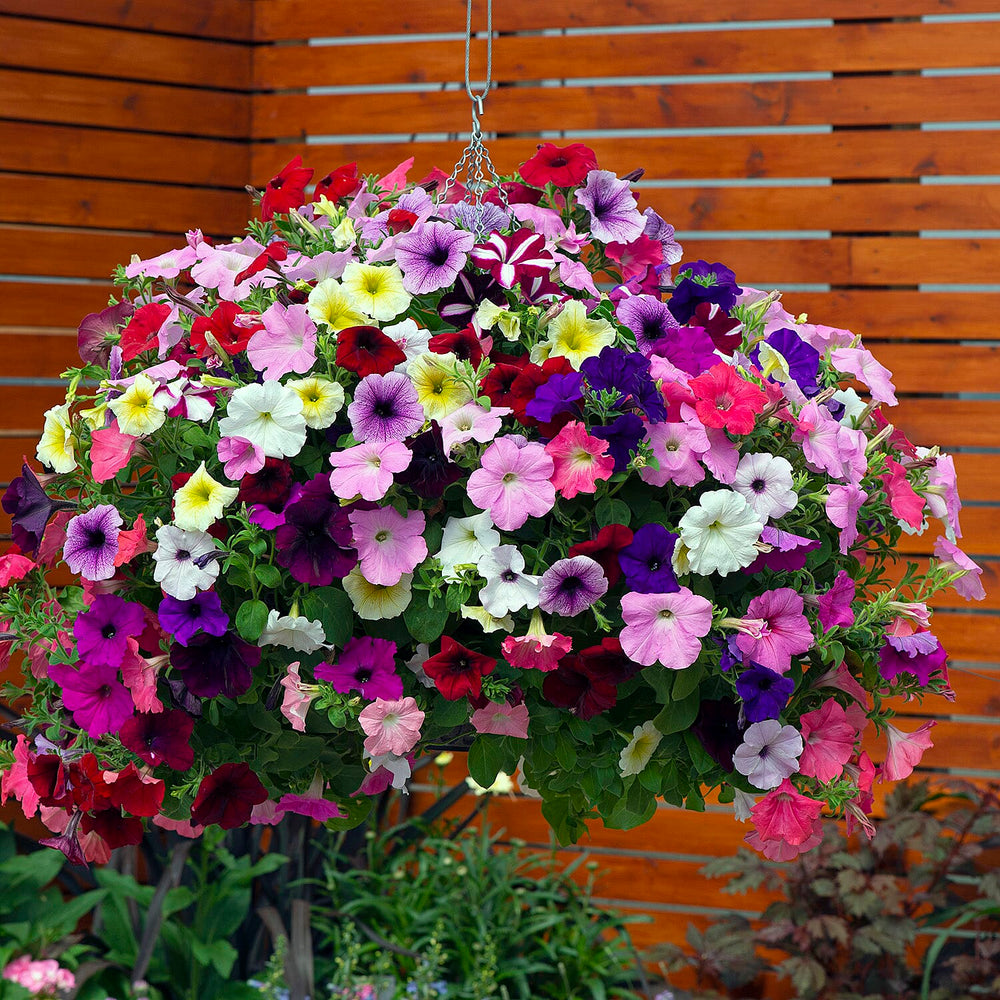 Your Ideal Petunia Easy Wave Live Plants x 12
