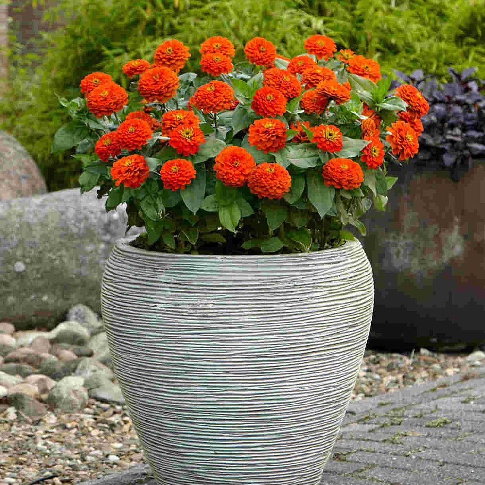 Your Ideal Zuper Zinnias 4.5cm Young Plants x 10 - Multi