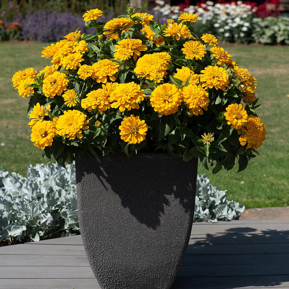 Your Ideal Zuper Zinnias 4.5cm Young Plants x 10 - Multi