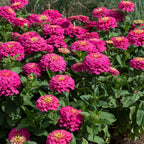 Your Ideal Zuper Zinnias 4.5cm Young Plants x 10 - Multi