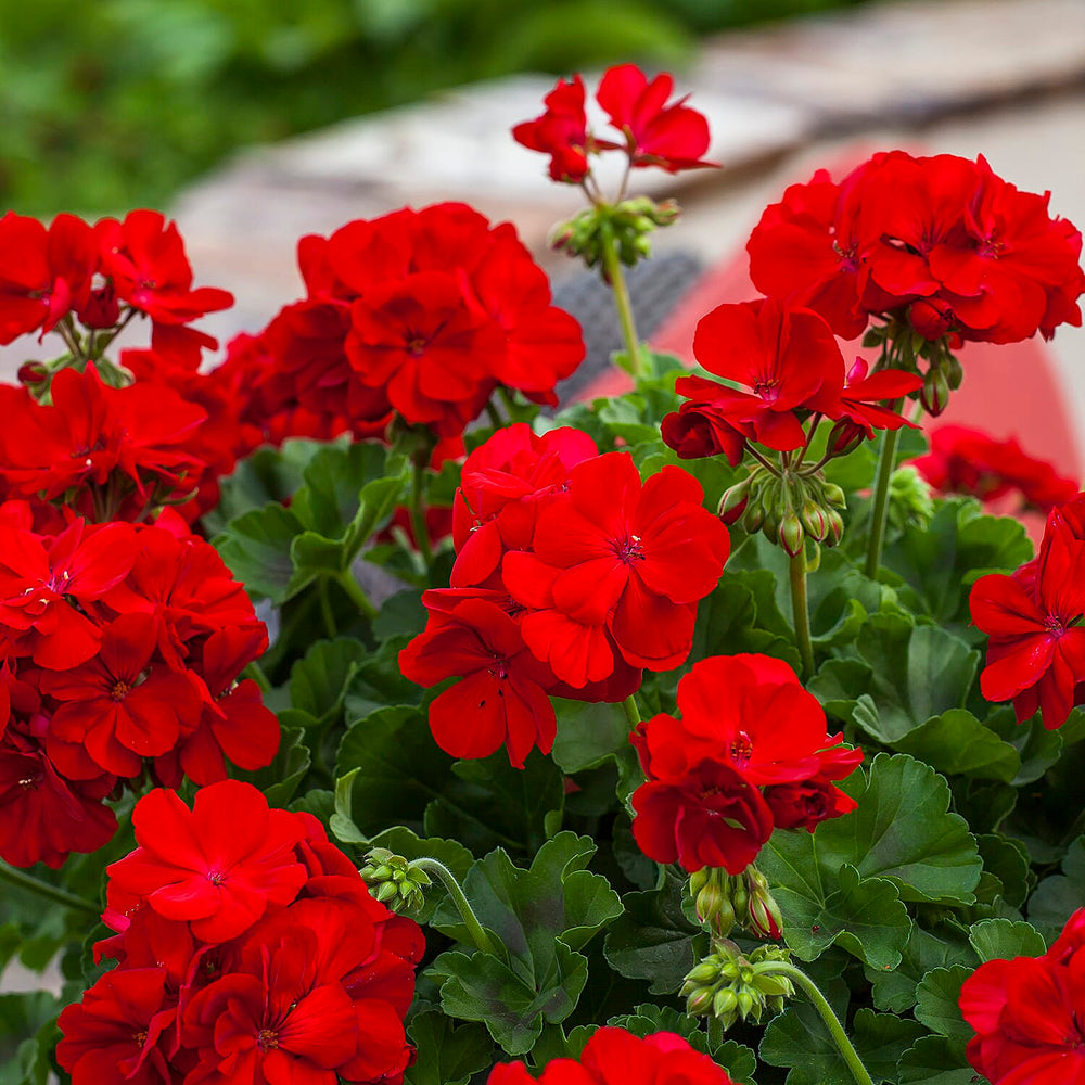 Your Ideal Performance Red Geraniums Live Plants x 6