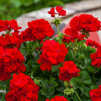 Your Ideal Performance Red Geraniums Live Plants x 6