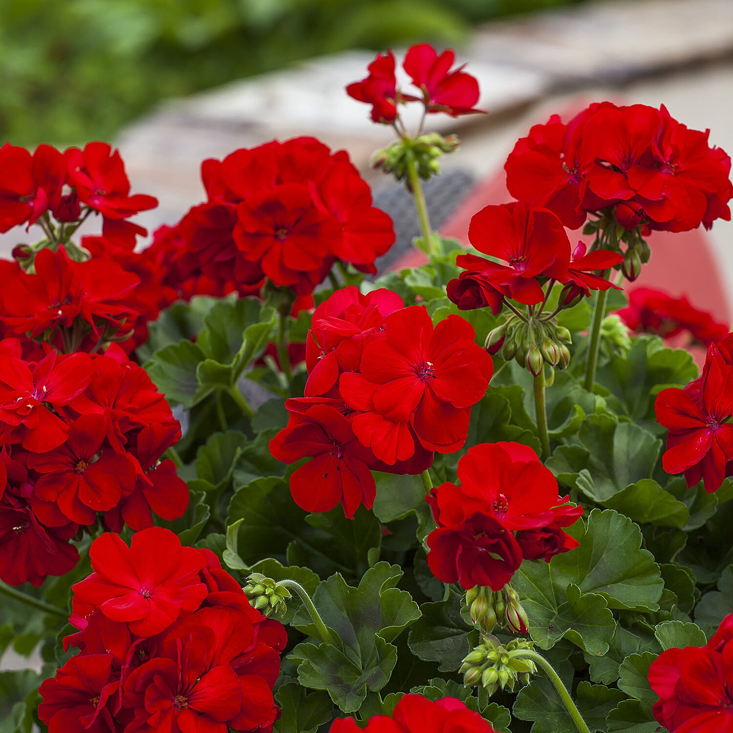 Your Ideal Performance Red Geraniums Live Plants x 6