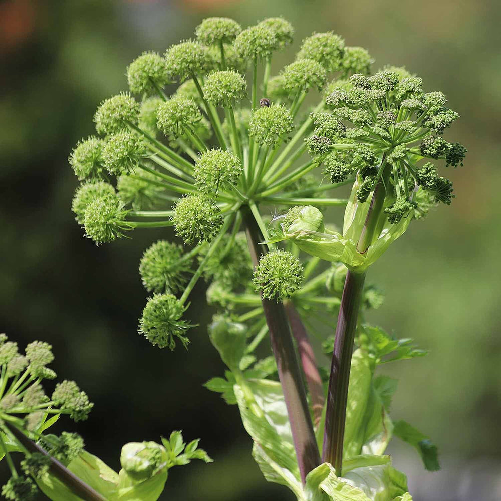 IW Live Plants (Size 1x9 ) - Green