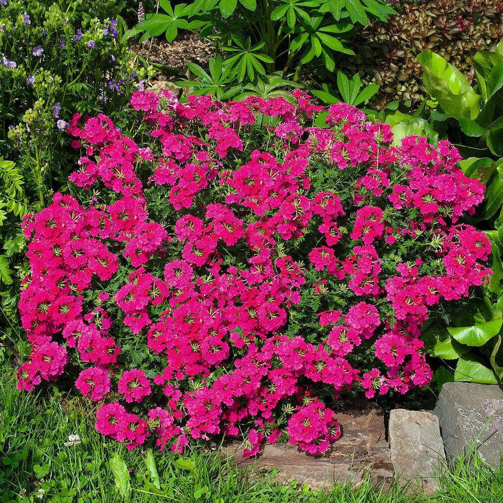 Your Ideal Verbena Collection Young Plants x 9 - Multi