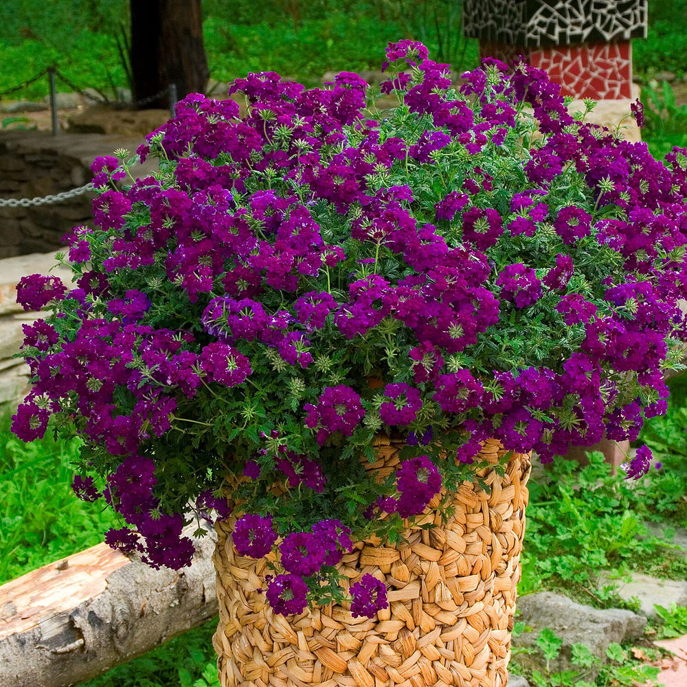 Your Ideal Verbena Collection Young Plants x 9 - Multi