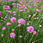 Your Ideal Armeria Splendens 9cm Pots x 3 - Multi Color