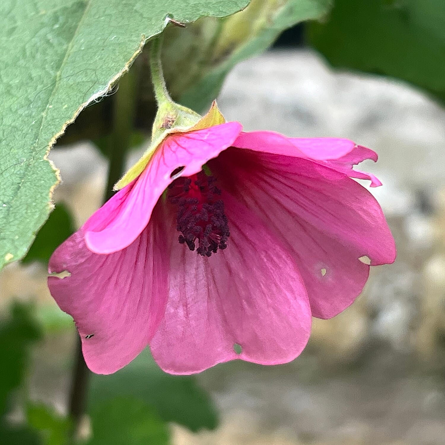 Your Ideal Aniisodontea el Rayo  9cm Pot x 1 - Multi