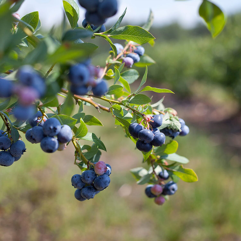 Your Ideal Blueberry Top Hat 9cm Pots x 2 - Multi