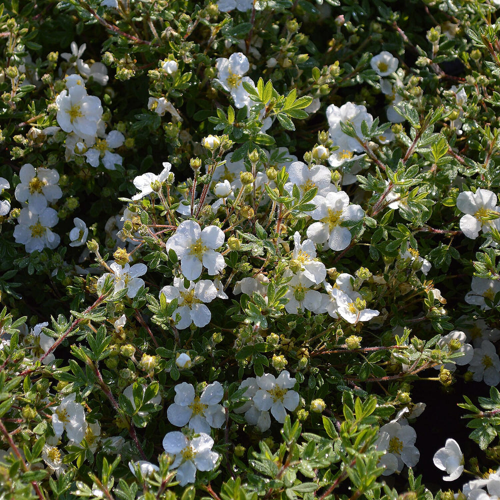 Your Ideal Potentilla Collection 9cm pots x 3 - Multi