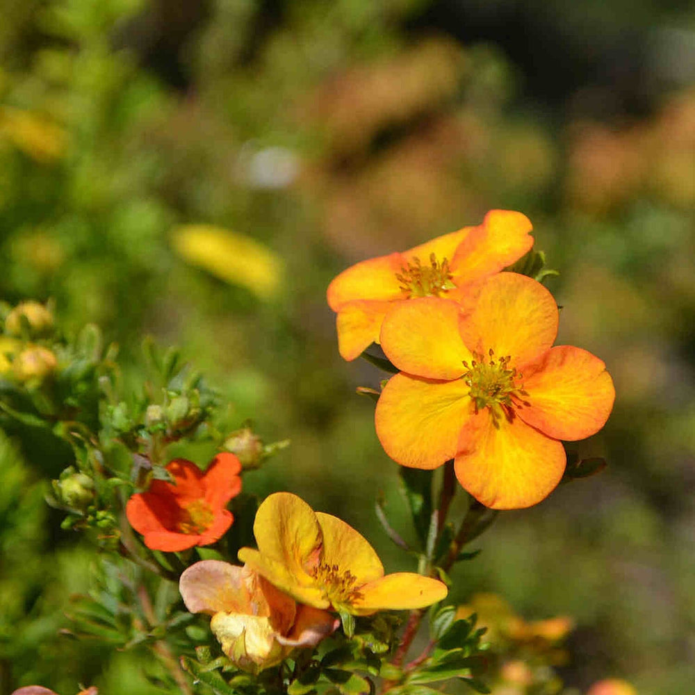Your Ideal Potentilla Collection 9cm pots x 3 - Multi
