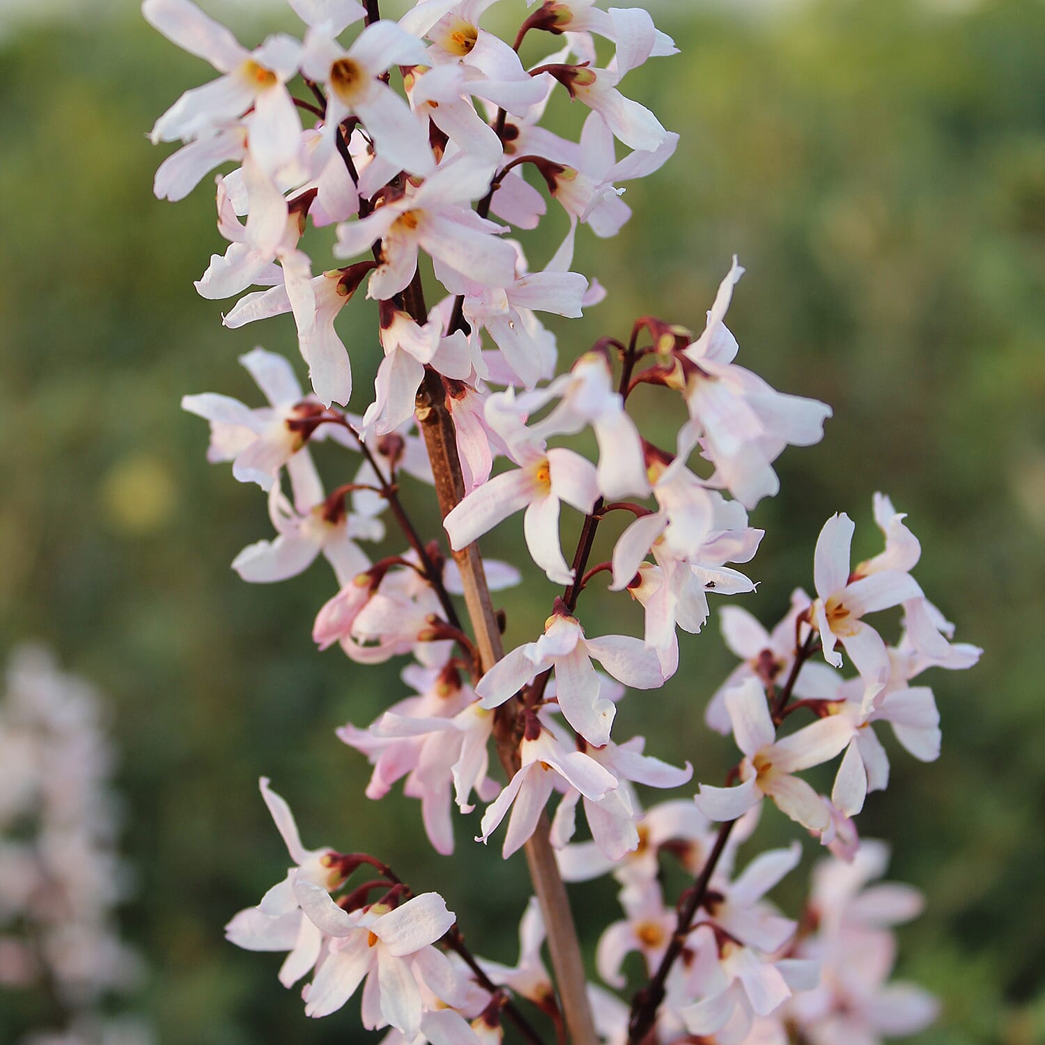 Your Ideal Abeliophyllum distichium Roseum 1 x 9cm - Pink