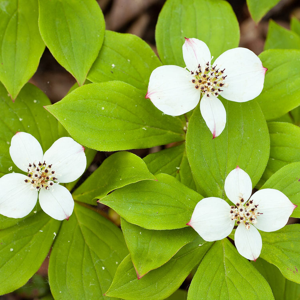 Your Ideal Cornus Canadensis 1 x 9cm Pot- White
