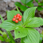 Your Ideal Cornus Canadensis 1 x 9cm Pot- White