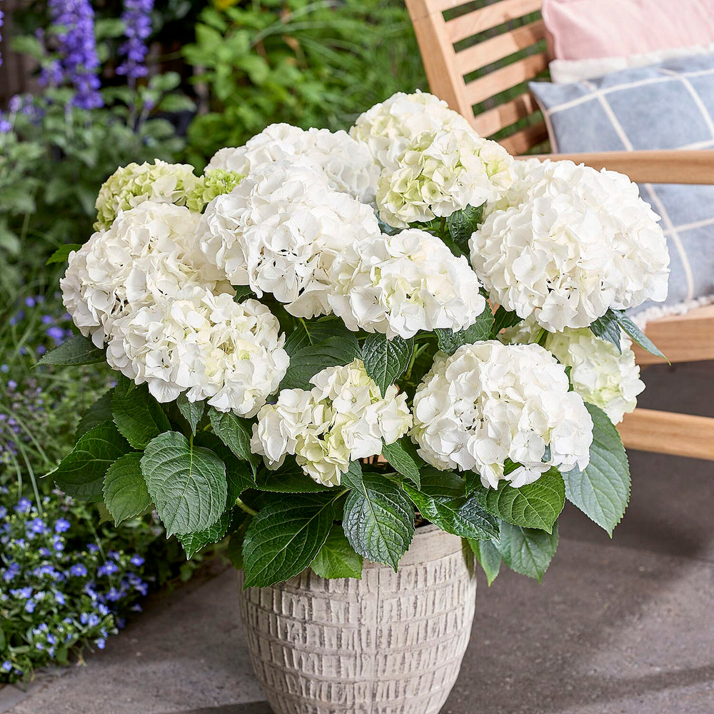 Your Ideal Hydrangea Ice White Live Plant x 1