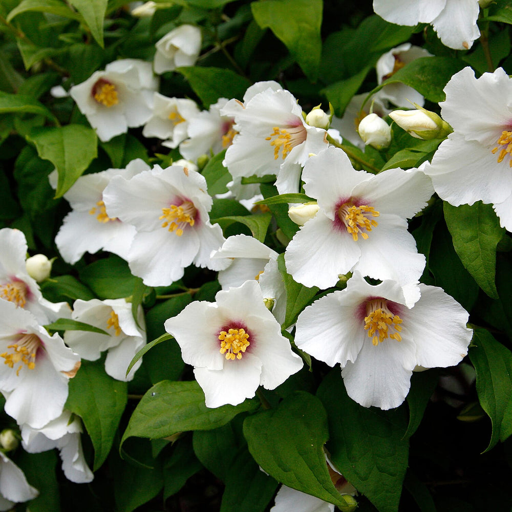 Your Ideal Philadelphus  Live Plants  x 3