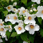 Your Ideal Philadelphus  Live Plants  x 3