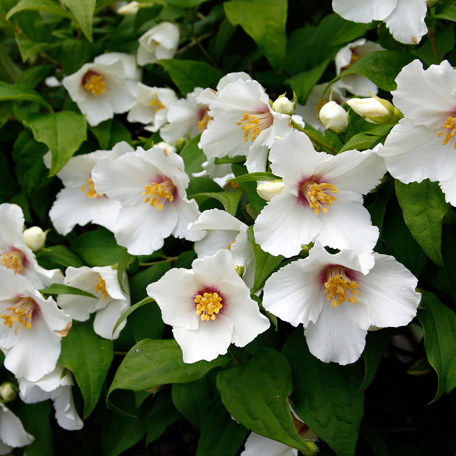 Your Ideal Philadelphus  Live Plants  x 3
