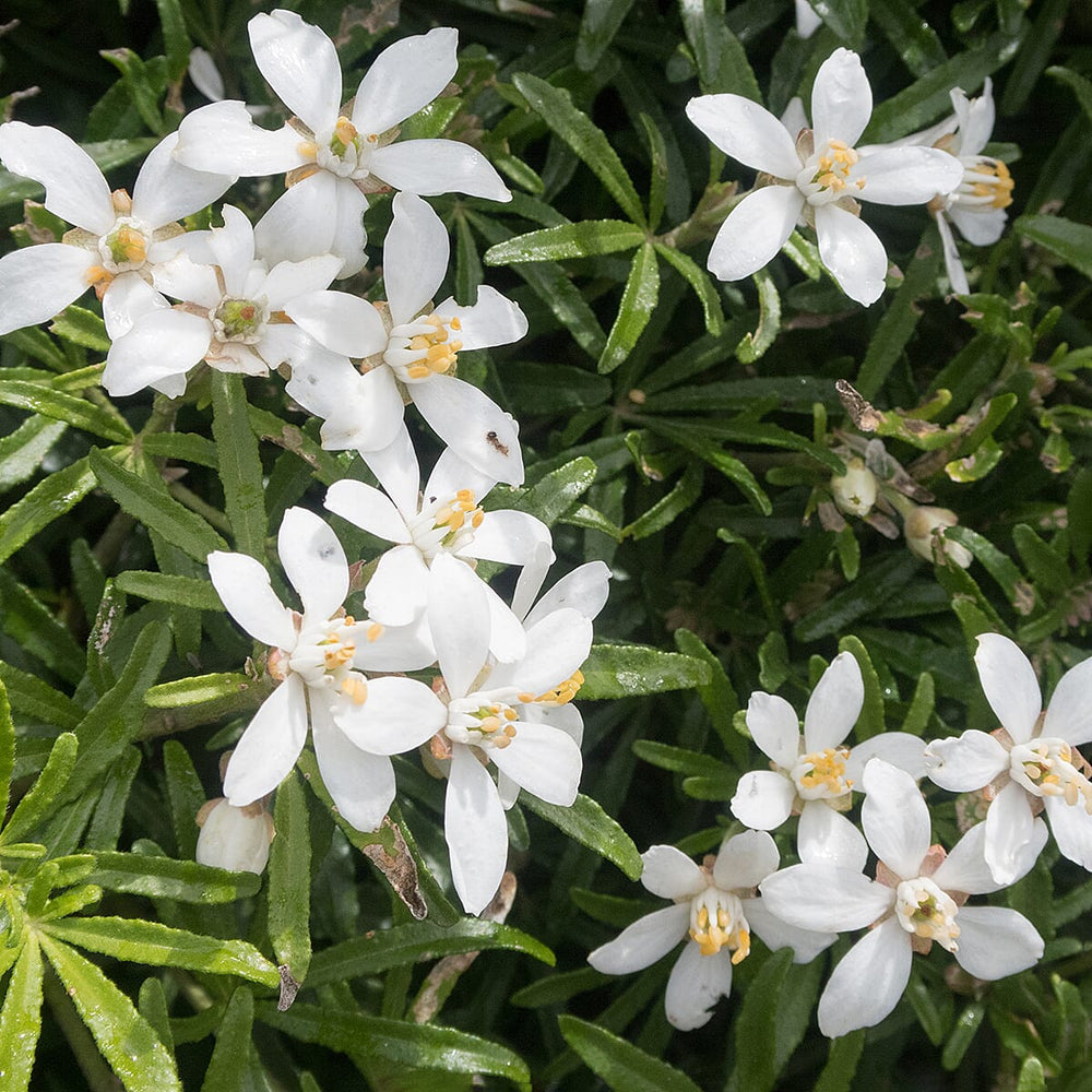 Your Ideal Choisya White Dazzle 9cm Potted Plants x 3 - White