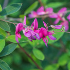Your Ideal Lespedeza thunbergii 1 x 9cm Pot - Cerise Pink