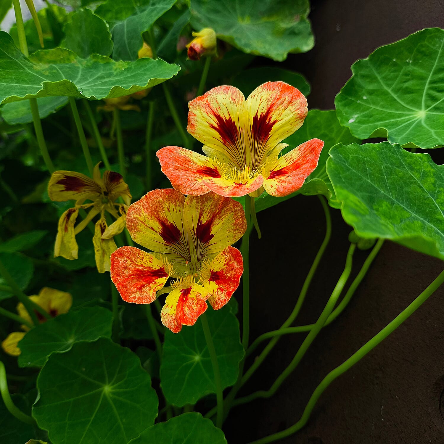 Live Plants - Orange