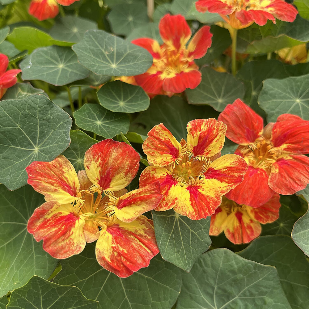 Live Plants - Orange