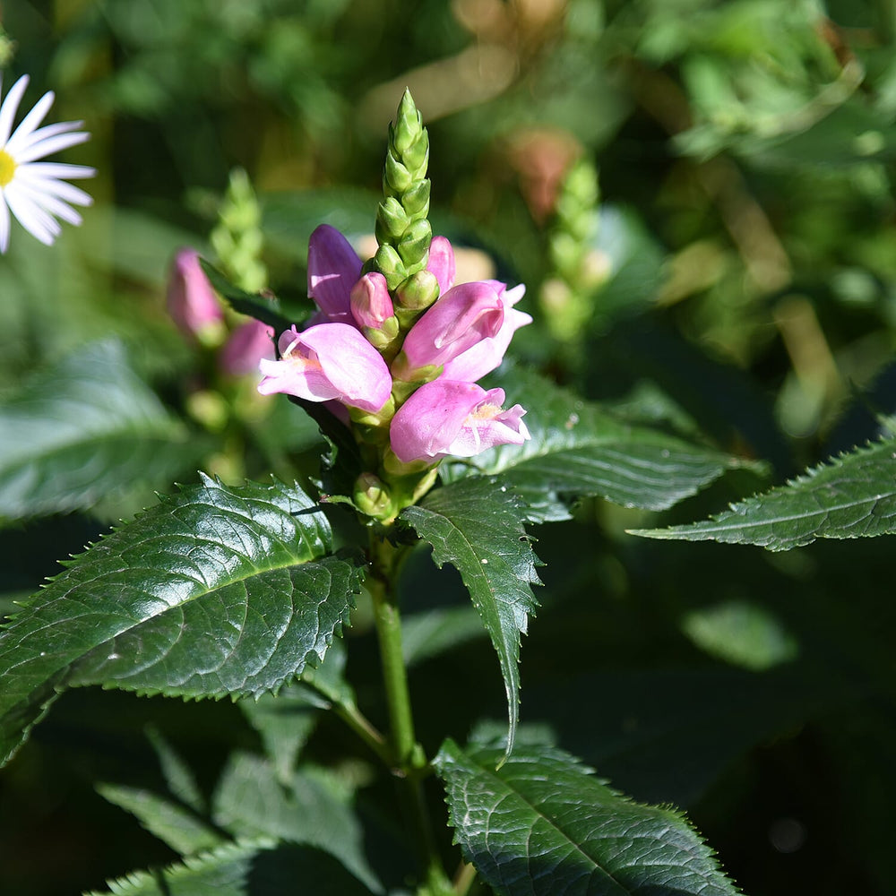Live Plants - Pink