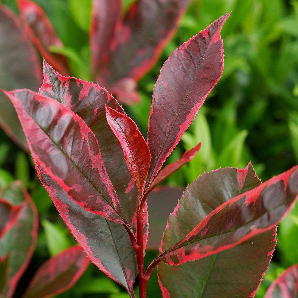 Your Ideal Photinia Louise 1 x 9cm Pot - Red - Green
