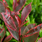 Your Ideal Photinia Louise 1 x 9cm Pot - Red - Green