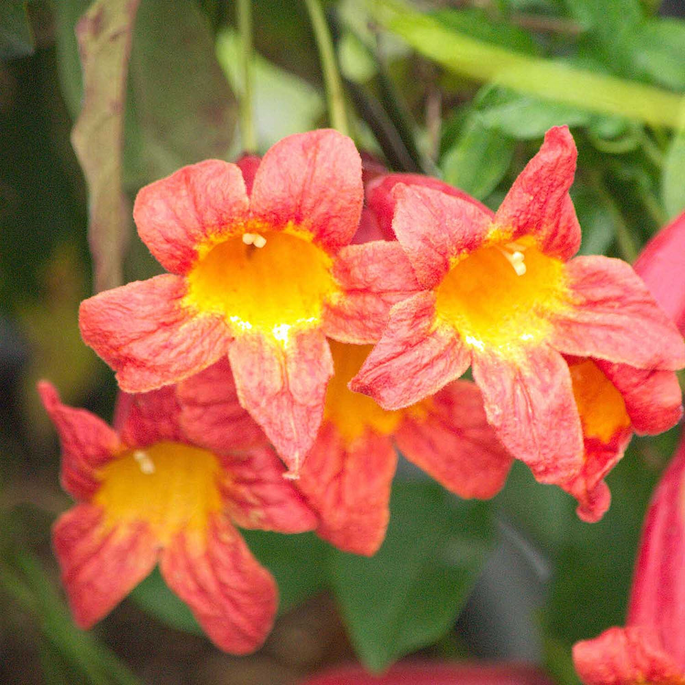 Your Ideal Campsis Tangerine Beauty 1 x 9cm Pot
